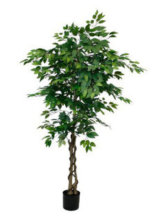 Ficus Tree Large Potted (H: 1.8m)