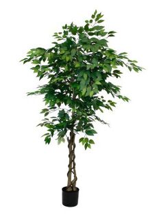 Ficus Tree Large Potted (H: 1.8m)