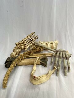 Human Bone Small Assorted (10-30cm)