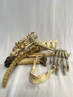Human Bone Small Assorted (10-30cm)