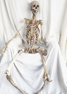 Skeleton Exhumed (real size) Aka Frank