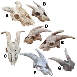 Animal Skulls w/ Horns Assorted
