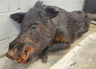 Taxidermy / Stuffed Wild Boar (H: 55cm x W: 45cm x D: 130cm)