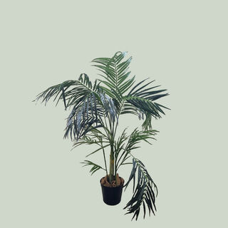 Palm Tree Areca Potted (H: 1.2m)