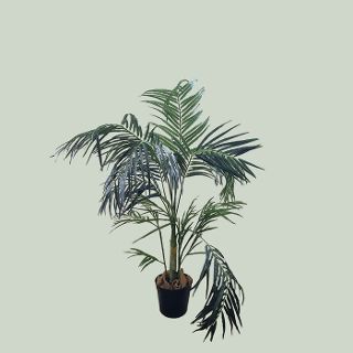 Palm Tree Areca Potted (H: 1.2m)