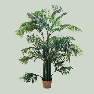 Hawaiian Palm Tree Potted (H: 2m)