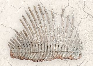 Dinosaur Rib Bone (L: 85cm x H: 70cm)
