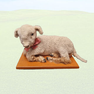 Taxidermy / Stuffed Lamb Lying Down (H: 25cm x L:45cm x W: 24.5)