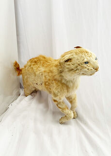 Taxidermy / Stuffed Cat - Domestic