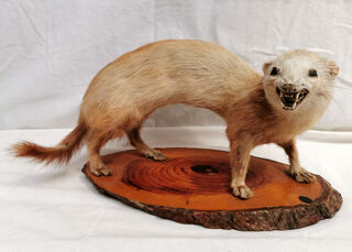 Taxidermy / Stuffed Ferret (H: 20cm x L: 35cm x W: 16cm)