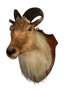 Taxidermy Thars Head Mounted