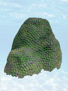 Coral - Green & Purple (H: 52cm x W:28cm x L: 28cm)