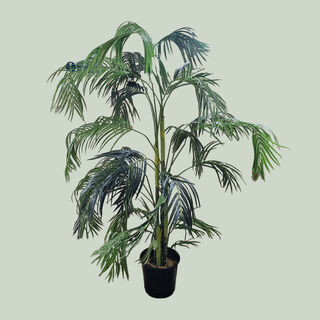Palm Tree Areca Potted (H: 2.1m)