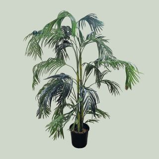 Palm Tree Areca Potted (H: 2.1m)