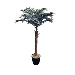 Tree Phoenix Palm Medium (H: 1.6m x Approx W: 1.1m)