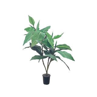 Rubber Plant