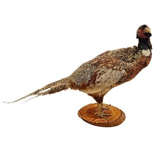 Taxidermy / Stuffed Pheasant Bird - Worn (H: 42cm x L: 70cm x W: 20cm)