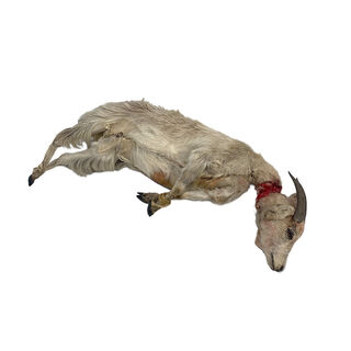Taxidermy / Stuffed Goat (worn condition)