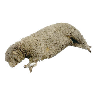 Taxidermy / Stuffed Sheep Carcass
