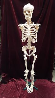 Skeleton Medical Large No Arms (H: 1.8m)