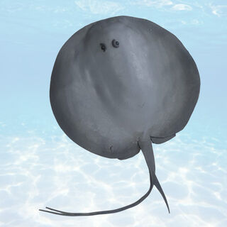 Stingray - Round (W: 44cm)
