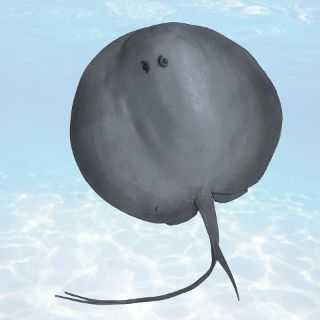 Stingray - Round (W: 44cm)