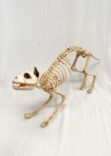 Cat - Skeleton (H: 26cm x L: 60cm x W: 10cm)