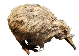 Small Kiwi Ornament (H: 7cm x L: 11cm x W: 5cm)
