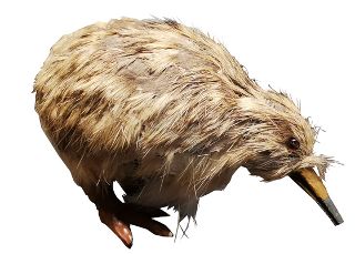 Small Kiwi Ornament (H: 7cm x L: 11cm x W: 5cm)
