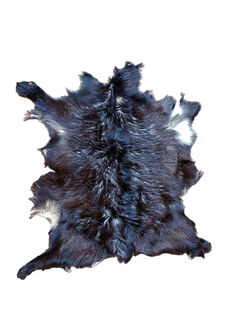 Goat Skin #3 (L:1m x W: 1m)