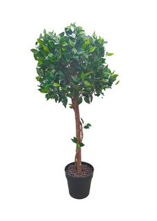 Ficus Tree Small Potted (H: 1m x Dia: 0.5m)