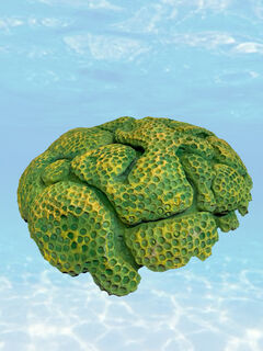 Coral - Green & Yellow (H: 23cm x W: 60cm x L: 60cm)