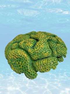 Coral - Green & Yellow (H: 23cm x W: 60cm x L: 60cm)