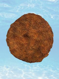 Coral - Orange & Brown (H: 12cm x W: 70cm x L: 72cm)