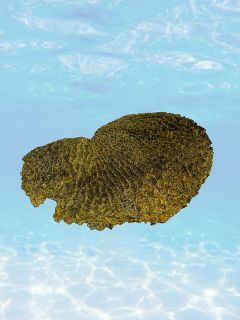 Coral - Yellow (H: 13cm x W: 40cm x L: 46cm)