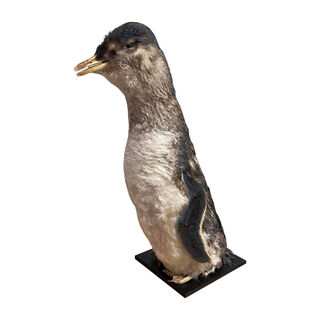 Taxidermy Blue Penguin (H: 26cm x W: 10cm x D: 10cm)