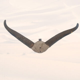 Cow / Bison Skull Top w/ Horns - Real (H: 55cm x L: 93cm)