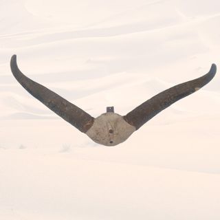 Cow / Bison Skull Top w/ Horns - Real (H: 55cm x L: 93cm)