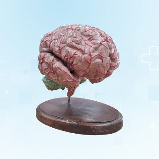 Brain Model - Resin (H: 17cm x W: 17cm x D: 13cm)