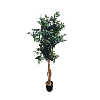 Ficus Tree Tall Potted (H: 2m x base Dia 0.21m x Top Dia: 0.90m)