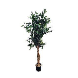 Ficus Tree Tall Potted (H: 2m x base Dia 0.21m x Top Dia: 0.90m)