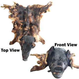 Boar Skin Real #5 /w 3D head  (L: 1.2m x W: 1.2m)