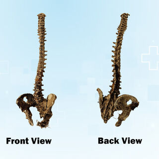 Spine #01 w/ Hips - Exhumed