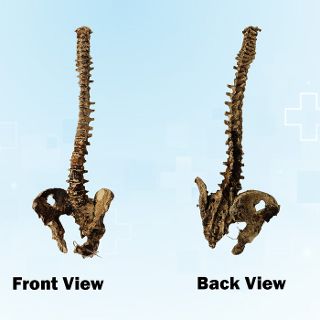 Spine #01 w/ Hips - Exhumed
