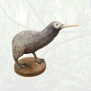 Life Size Kiwi Adult #2 w/ White Face (H: 45cm x W: 60cm x D: 32cm) 3.5kg