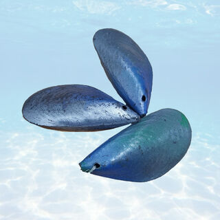 Muscles Seafood Singles - Plastic