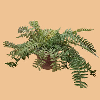 Fake Potted Plant #2 - Fern w/ Plastic Leaves (H: 37cm x W: 70cm x D: 50cm)