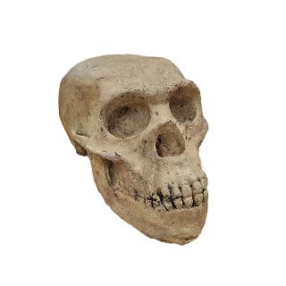 Animal Skulls: Ape / Monkey - Foam (H: 16cm x L: 25cm x W: 17cm)
