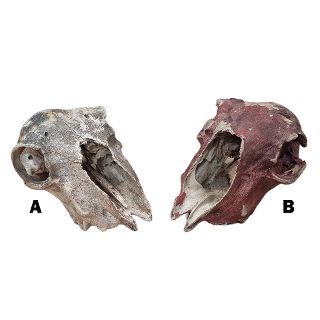 Animal Skulls: Small Animal - Real Assorted (no horns)
