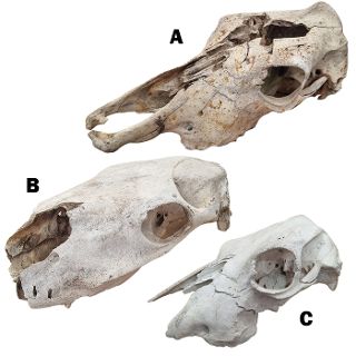 Animal Skulls: Horse / Cow - Real Assorted
